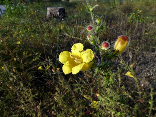 {Aureolaria pectinata}